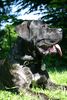 Cane Corso Hund