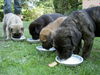 Cane Corso Hund