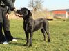 Cane Corso Hund