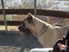 Cane Corso Hund