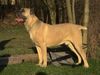 Cane Corso Hund