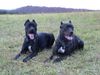 Cane Corso Hund