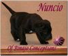 Cane Corso Hund