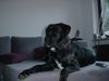 Cane Corso Hund