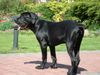 Cane Corso Hund