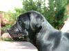 Cane Corso Hund