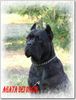 Cane Corso Hund