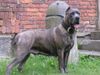 Cane Corso Hund