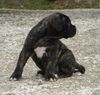 Cane Corso Hund