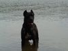 Cane Corso Hund