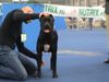 Cane Corso Hund