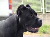 Cane Corso Hund