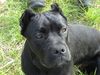 Cane Corso Hund