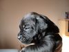 Cane Corso Hund