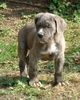 Cane Corso Hund