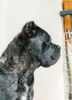 Cane Corso Hund