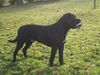 Cane Corso Hund