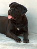 Cane Corso Hund