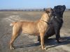 Cane Corso Hund