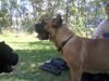 Cane Corso Hund