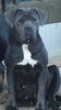 Cane Corso Hund