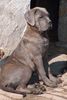 Cane Corso Hund