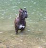 Cane Corso Hund