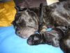 Cane Corso Hund