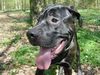 Cane Corso Hund