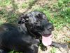 Cane Corso Hund