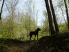 Cane Corso Hund