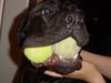 Cane Corso Hund