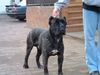 Cane Corso Hund