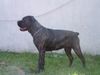 Cane Corso Hund