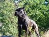 Cane Corso Hund