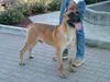 Cane Corso Hund