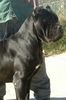 Cane Corso Hund