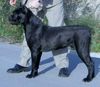 Cane Corso Hund