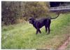 Cane Corso Hund