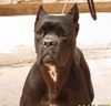 Cane Corso Hund