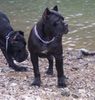 Cane Corso Hund