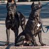 Cane Corso Hund