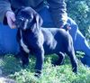 Cane Corso Hund