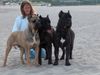 Cane Corso Hund