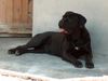 Cane Corso Hund