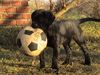 Cane Corso Hund