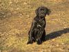 Cane Corso Hund