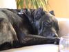 Cane Corso Hund