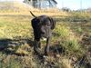 Cane Corso Hund