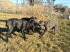 Cane Corso Hund